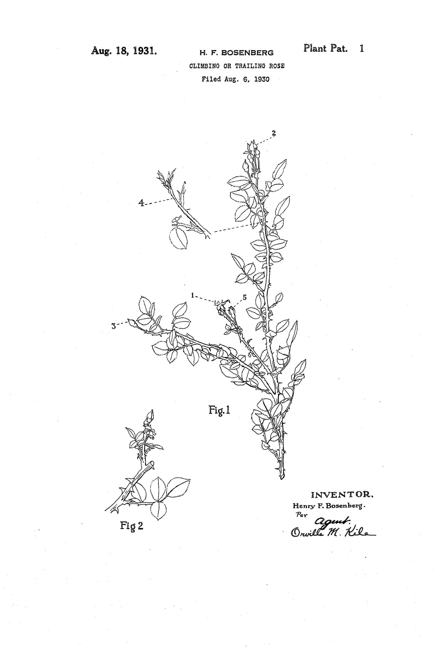 Today’s Patent- CLIMBING OR TRAILING ROSE