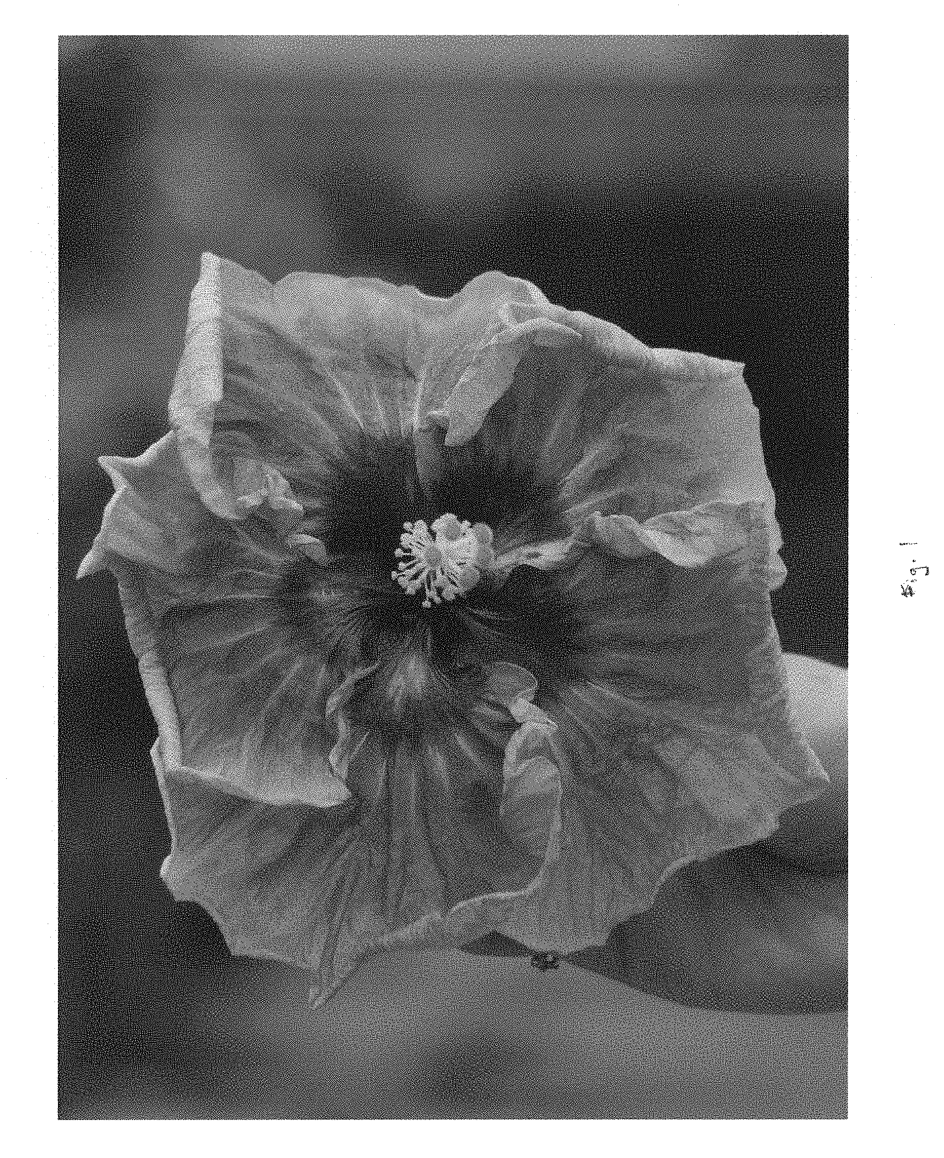 Patent of the week-Hibiscus plant named ‘DUP-CHIP’