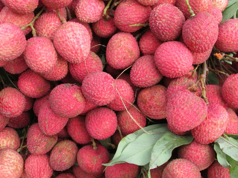 Bihar’s Shahi Litchi may get GI recognition very soon