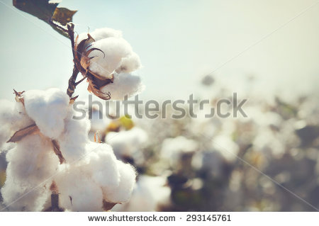 Nuziveedu wins BT Cotton Patent Tussle